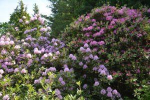 Dubravos arboretume jau pražydo rododendrai: įspūdingi žiedai džiugins kelias savaites