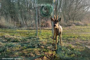 Netikėtumas: paukščių gaudyklėje – stirninas