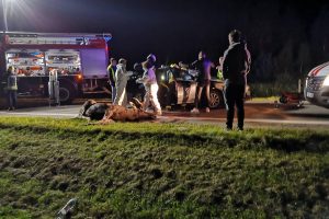 Šalia Kretingos – akistata su briedžiu: sumaitotas automobilis, keleiviai atsidūrė ligoninėje