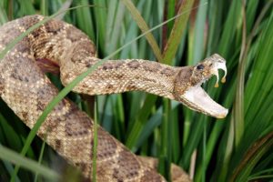 Kova prieš gyvates: skelbia pirmą strategiją dėl nuodingų įkandimų 