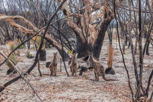 Australijoje liepsnojant miškams, į atmosferą pateko 830 mln. tonų anglies dioksido