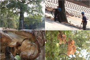 Rekonstruojant Dainų slėnį žalojami medžiai – po kelerių metų nemažai jų žus