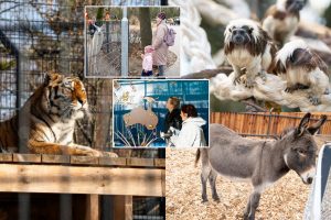 Pirmųjų Zoologijos sodo lankytojų įspūdžiai: gražu, tvarkinga, akį traukia egzotiniai gyvūnai