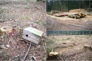 Nustėro dėl vaizdingame miške iškirstų medžių: kuo nusikalto tas dviejų sprindžių ąžuoliukas?