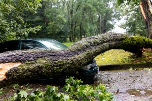 Medis užvirto ant važiavusio automobilio, vairuotoją ištiko šokas