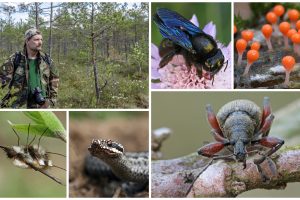 Modelių ieško gamtoje: vabzdžiai ir kiti gyviai kaunietį žavi nuo vaikystės