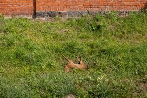 Dvokiančia stirnos gaišena jau pasirūpinta: ar žinotumėte, kur kreiptis?