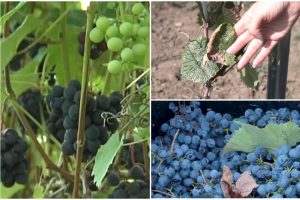 Lietuvoje daugėja auginančių vynuoges: ar šalies klimatas leis išsipildyti norams?