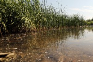 Lazdijų rajone dingusio vyro kūnas rastas vandens telkinyje