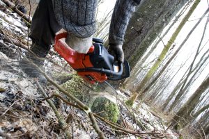 Kelmės rajone virsdamas medis sužalojo vyrą