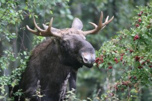 Įspėja vairuotojus: kelyje Smiltynė–Nida – laukiniai gyvūnai