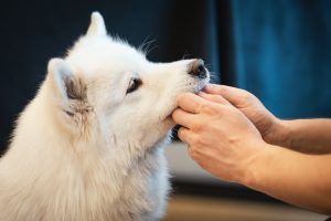 Pavojai gyvūnams – ir per šventes