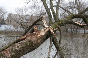 Bebrų prie Malūno tvenkinio sumažės?