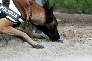 Bendrabutyje – policininkai su šunimi: ieškojo kvaišalų