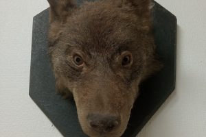 Aplinkosaugininkų radinys sendaikčių parduotuvėje: neteisėtai pardavinėjo vilko galvos iškamšą