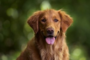 Klaipėdoje iš namo kiemo dingo 4 tūkst. eurų kainuojantis šuo