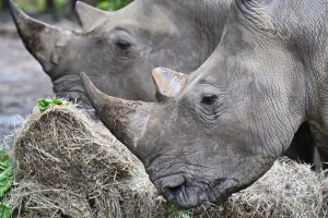 Vietname 13 metų kalėti nuteistas skujuočių ir raganosių dalis gabenęs kontrabandininkas