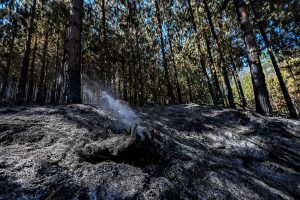 Kolumbiją niokoja gaisrai, Bogotoje uždaryti parkai ir pėsčiųjų takai