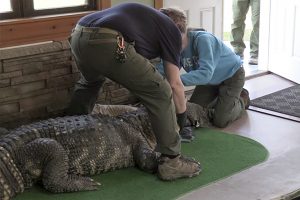 Vyras kieme apgyvendino aligatorių ir leido vaikams kartu su juo maudytis