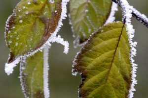 Šalnų gali būti ir birželį ar liepą