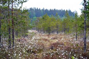 Ekologinio tinklo „Natura 2000“ nauda Lietuvai kasmet siekia apie 105 mln. eurų 