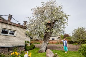 Lietuvos obelų motina pasidabino baltu nuometu