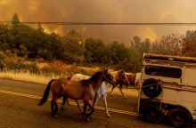 Kalifornijos šiaurėje tūkstančiai žmonių bėga nuo sparčiai plintančio gaisro