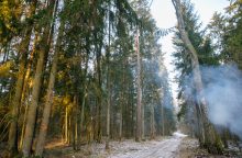 Kraupu: Vilniaus miškelyje – jauno vyro lavonas