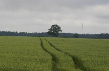 Žemdirbiai galės įsigyti dirbamos valstybinės žemės