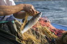 Seimui vėl siūloma griežtinti sankcijas už verslinės žvejybos taisyklių pažeidimus