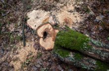 Vilniaus savivaldybė primena sklypų savininkams – saugokime medžius
