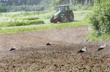 Žemės ūkio ministerija siūlo kompensuoti laukinių paukščių daromą žalą