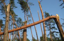 Vilniaus rajone užvirtus kertamam medžiui žuvo vyras