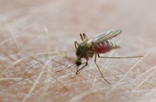 Europoje plinta maliarija ir dengės karštligė: Lietuvoje yra įmanomi visokie scenarijai