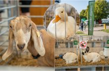 Gyvulininkystės parodoje – tūkstančiai gyvųjų eksponatų: lankymas nemokamas