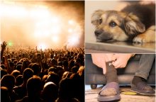Apykojė nesutrukdė linksmintis festivalyje: ją pritvirtino prie namuose likusio šuns?