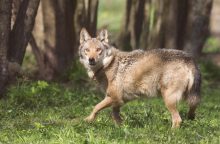 Aplinkos ministerija naują sezoną siūlo leisti sumedžioti 341 vilką