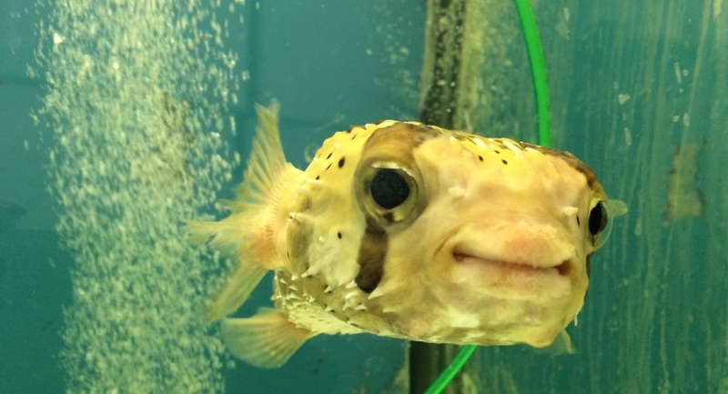 „Megos“ akvariume apsigyveno lūpažuvė, klounas ir vienaragis