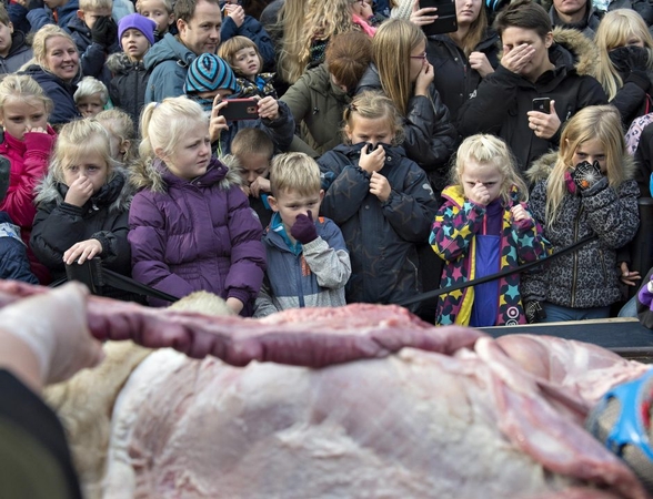 Danijos zoologijos sode liūtas išdarinėtas vaikų akivaizdoje 