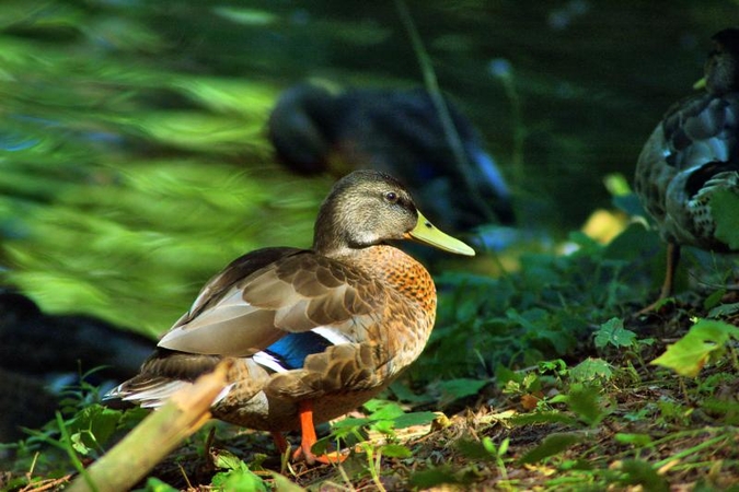 Ančių veisimosi sezonas šiemet ilgesnis: medžioklė vėlinama