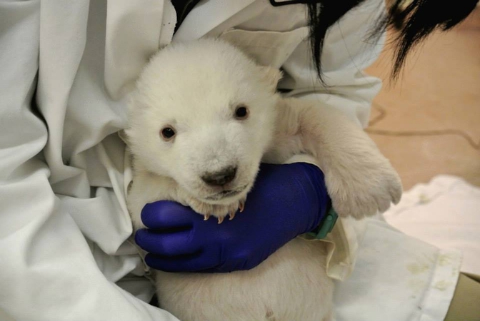 Zoologijos sode baltosios meškos jauniklis žengė pirmuosius žingsnius
