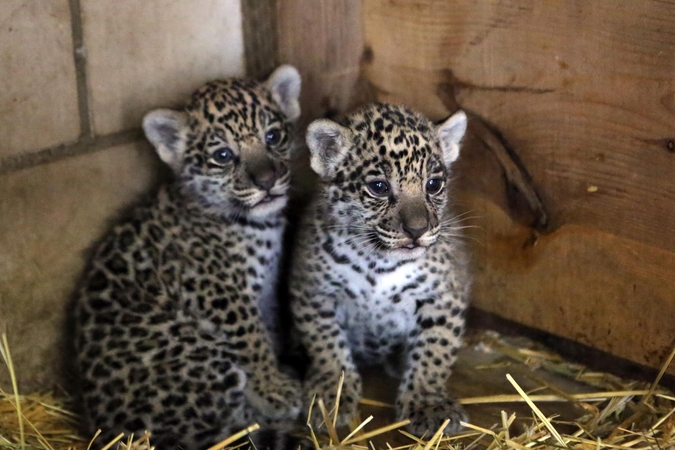Mini Zoo papildė jaguarų jaunikliai