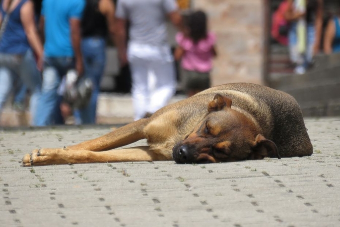 Graikijoje už žiaurų elgesį su gyvūnais grės iki 10 metų kalėjimo