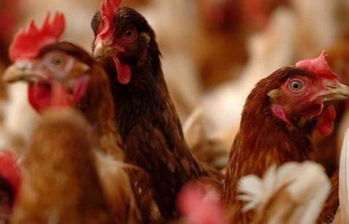 Biologinio saugumo nesilaikymas – grėsmė paukščio gripui išplisti ir žinduolių ūkiuose