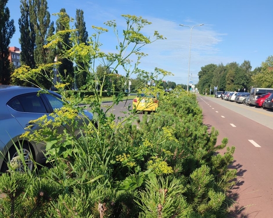 Nemalonumai: klaipėdietės nuomone, neva pavojingą augalą reikėtų išrauti su šaknimis.