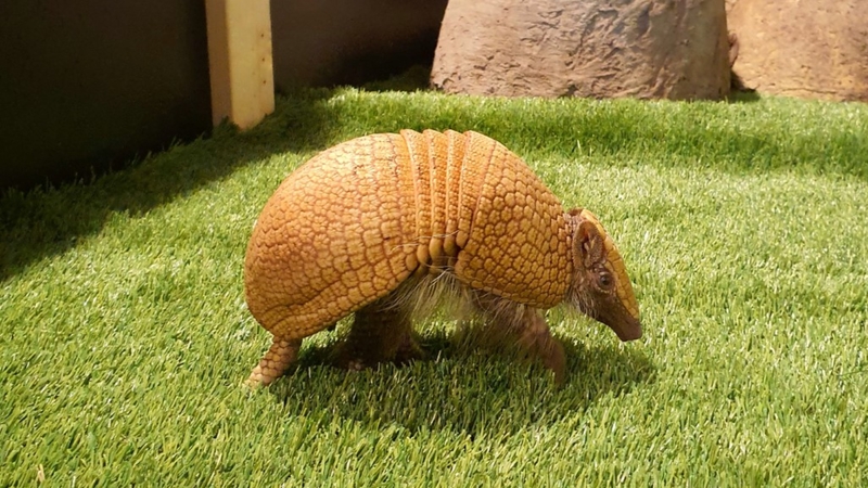 Vilniaus zoologijos sode – naujas gyventojas