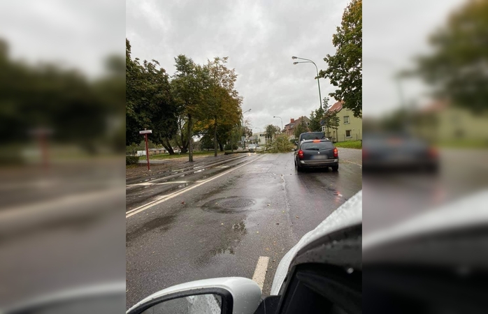 Klaipėdoje vėl virsta medžiai: kliudė elektros laidus