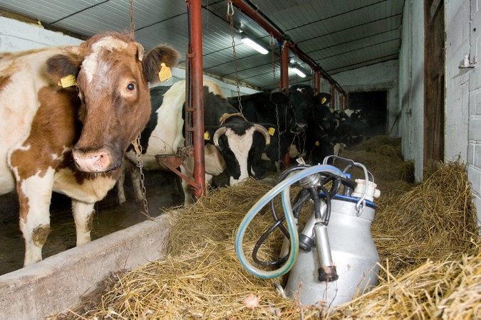 Užsimojo energiją gaminti iš mėšlo: kaina sumažės perpus?