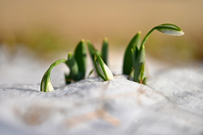 Klimato stebėsenos tarnyba: šis vasaris – devintas iš eilės rekordiškai šiltas mėnuo