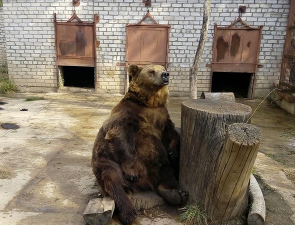 Ar klius iš voljero ištrūkusios meškos savininkams?